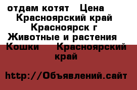 отдам котят › Цена ­ 5 - Красноярский край, Красноярск г. Животные и растения » Кошки   . Красноярский край